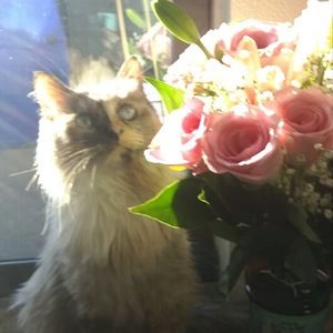 Meet your Posher, Rhiannon